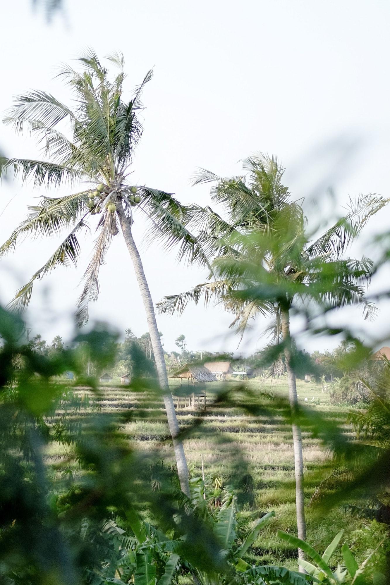 Planta Boutique Resort Canggu Eksteriør billede